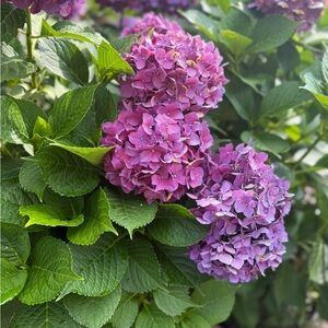 Meet your Posher, Kristi